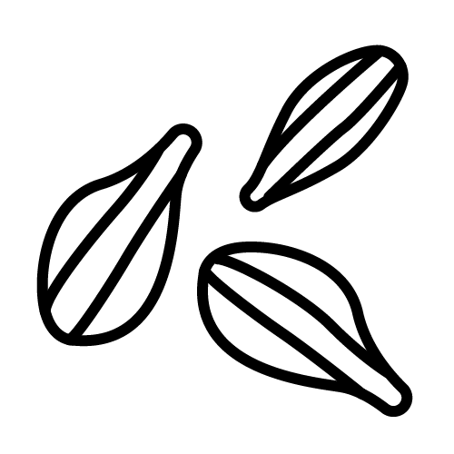 حبّات الشمر