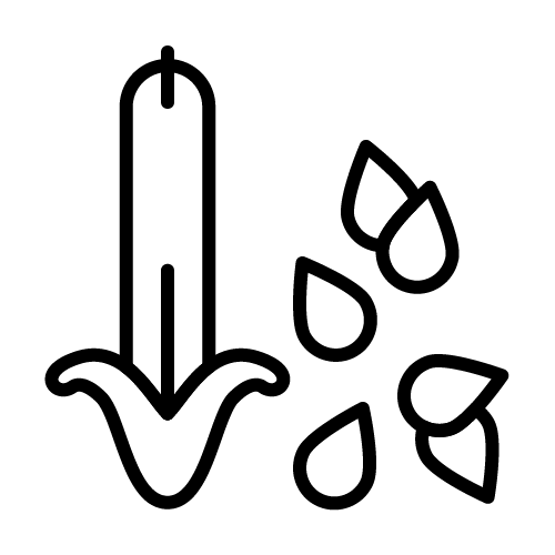 بذور سمسم