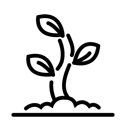نبات