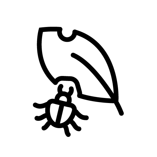 حشرة آكلة أوراق