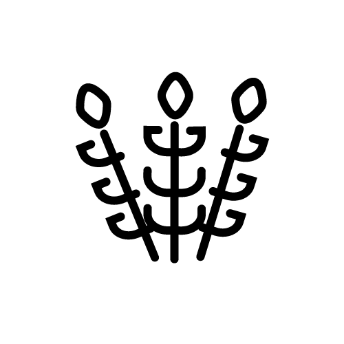 قمح